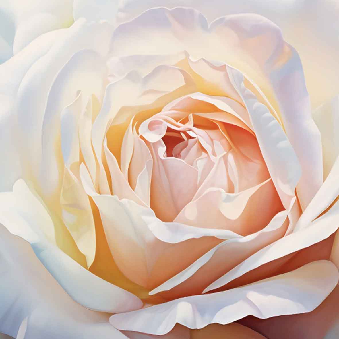 White Rose Closeup