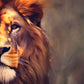 Closeup Painting Effect Lion