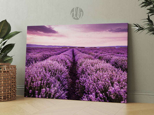 Blooming Lavender Field